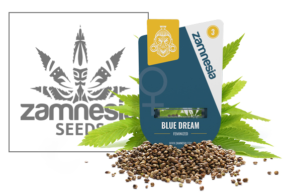Blue Dream - Zamnesia Seeds